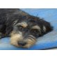 ROBIN, ist DER Familienhund-Mischling - Rüde