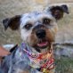 ROCCO - Ubeda, Schnauzer- oder Terrier-Mix, kastriert - Rüde