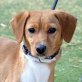 ROCKO - Linares, Pinscher-Mischling - kastriert - Rüde