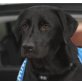 ROCKY 12 Emil, Pflegestelle Wien, lustiger, lebensfroher Labradormix - Rüde