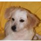 ROCKY 13, Pflegestelle NÖ/bei Wien Welpen - Rüde