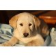 ROCKY - BÄR, Labrador Mix Welpen - Rüde