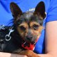ROCKY - Linares, Chihuahua-Mischling, kastriert - Rüde