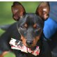 ROCKY - Linares, Zwergpinscher - unkastriert - Rüde