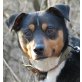 ROCKY - Pflegestelle Niederösterreich, , anhänglicher, etwas schüchterner PINSCHER-Mix - Rüde