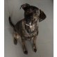 ROCKY sucht dringend ein neues Zuhause!, Belgischer Schäferhund-Labrador-Mix - Rüde