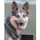 ROLEX, Pflegestelle Parndorf/Bgld. bzw. Wien , TRAUMHUND mit Herz + Charme: SCHÄFER-Mix - Rüde
