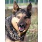ROLEX  Pflegestelle Parndorf/Bgld. bzw. Wien, TRAUMHUND - wunderschöner Schäfer-Mix - Rüde