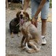 ROLFO, English Setter - Rüde