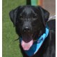 ROLO - Linares, Labrador Retriever - kastriert - Rüde