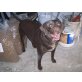 ROMBLU, Labrador Mix - Rüde