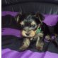 ROMEO SUCHT LIEBEVOLLES ZUHAUSE!!!, Yorkshire Terrier Welpen - Rüde