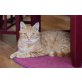 ROMEO, Tierschutz - Kater