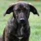 ROMEO, kleiner Mix (20 cm), kastriert, ca. 1 Jahr - Rüde