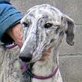ROMERO, Galgo, kastriert, ca. 2-3 Jahre alt - Rüde