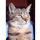 ROMINA, Tierschutz - Katze
