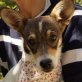 ROMY, Jack-Russell-Mischling , kastriert - Hündin