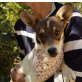 ROMY - kastriert, Jack Russell Terrier Mischling - Hündin