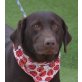 RONJA - Linares, Labrador Retriever Mix, kastriert - Hündin