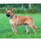 RONJA, Schäferhund-Mischlingshündin - Hündin