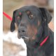 RONKO Bonsai, Pflegestelle Burgenland, PRACHTKERL - wunderschöner Dobermann - Rüde