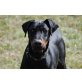 RONKO Bonsai, Pflegestelle Wien, super-toller, verspielter Dobermann - Rüde