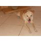 RONNIE, Labrador-Terrier-Mix - Rüde