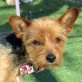 RONNY - Linares, Yorkshire-Terrier-Mischling, kastriert - Rüde