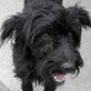 ROPI, - schwarzer Wuschel und Traumhund !!! - Rüde