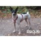 ROQUE.. kleiner lustiger Hundemann!, Bodeguero Andaluz - Rüde