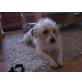 ROSA, Terriermix - Hündin