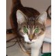 ROSA und GIACCOMO, Tierschutz - Katze