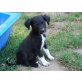 ROSALIA, herziges, kleines Chihuahua-Mischlingsmädchen Welpen - Hündin