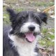 ROSI 5, Pflegestelle Linz/Leonding, Schnauzer Mix - Hündin
