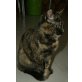 ROSI, Europäische Kurzhaarkatze - Katze