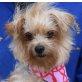 ROSI - Linares, Yorkshire-Terrier, kastriert - Hündin