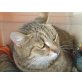 ROSI (auch Einzelhaltung), Tierschutz - Katze