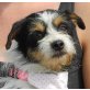 ROSI - kastriert, Terrier Mix - Hündin
