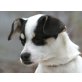 ROSINA, Pflegestelle Wien, süße Französische Bulldogen-Mix - Hündin