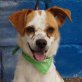 ROSITA - Ubeda, Jack-Russell-Mischling, kastriert - Hündin