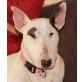 ROSMARIE, Pflegestelle Burgenland bzw. Wien, RUHIG, VERSCHMUST, LIEB - Bullterrier - Hündin