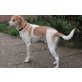 ROSSI - Pflegestelle Burgenland / Wien , Francais Blanc et Orange Mix - Rüde