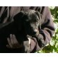 ROTTI, Mischling, Pflegestelle Nö Welpen - Rüde
