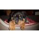 ROTTWEILER vom Fuße der Dolomiten, Rottweiler - Rüde