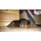 ROTTWEILER vom Fuße der Dolomiten, Rottweiler Welpen - Rüde