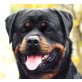 ROTTWEILERAUSTELLUNG, Rottweiler - Rüde