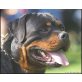 ROTTWEILERKLUB, Rottweiler - Rüde