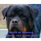 ROTTWEILERWELPEN, Rottweiler Welpen - Rüde