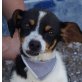ROXANE - Ubeda, Chihuahua-/Jack-Russell-Mischling, kastriert - Hündin