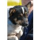 ROXI 2, Pflegestelle Tirol, winzigkleiner, lustiger Mischlingsbub - Rüde